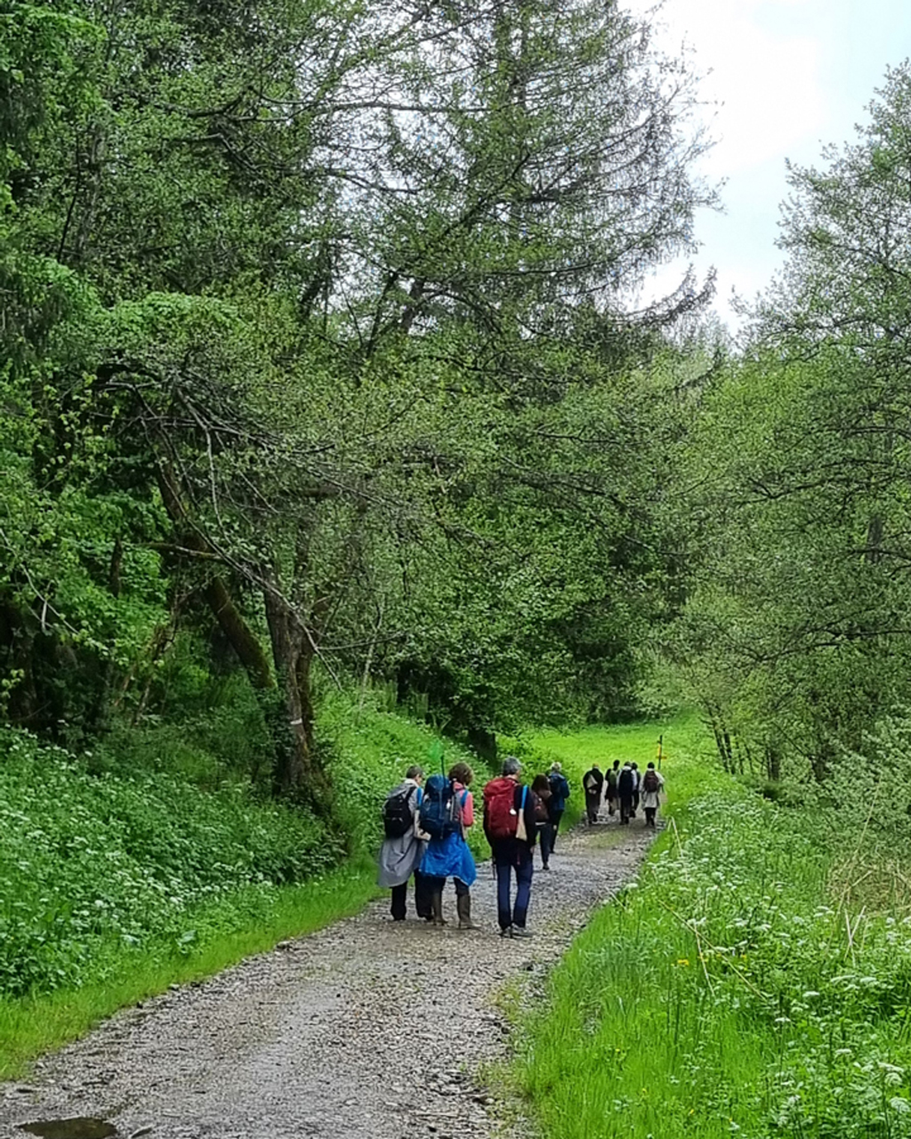 Verticale Événement : Il était une fois la terre. Forêt de la vallée des Huiles en Savoie.